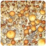 Псилоцибиновые (галлюциногенные)  грибы Psilocybin "Golden Teacher" в Гулькевичах