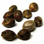 Семена марихуаны АК-47  (Seeds AK-47) в Гулькевичах